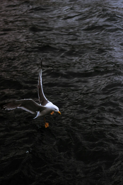 a seagull flying over a body of water, by Peter Churcher, pexels contest winner, arabesque, bird\'s eye view, rough water, dinner is served, at takeoff