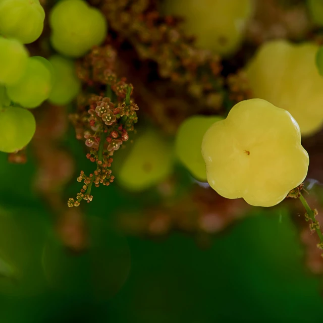a close up of a bunch of green grapes, a macro photograph, by David Simpson, unsplash, hurufiyya, ivy vine leaf and flower top, hasselblad film bokeh, portrait image