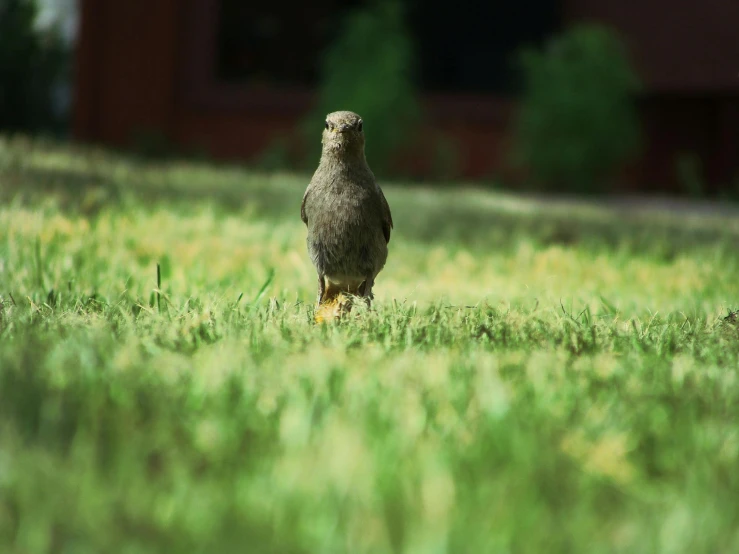 a bird that is standing in the grass, pexels contest winner, ground angle uhd 8 k, in the yard, distant full body view, small stature