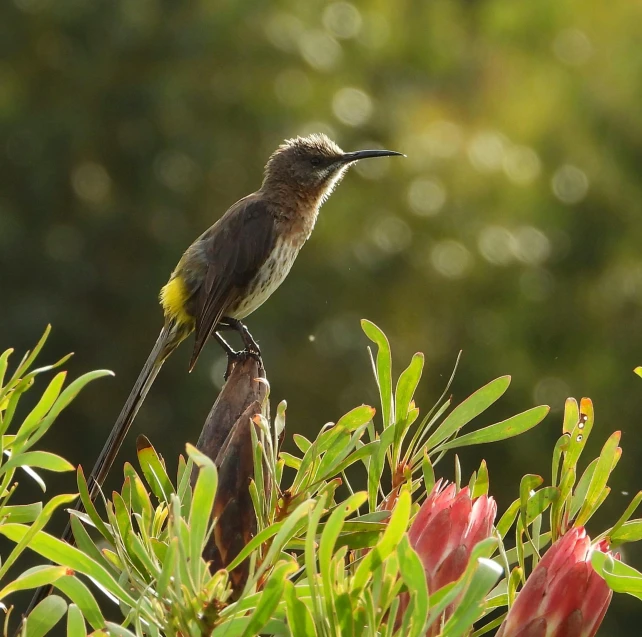 a bird sitting on top of a tree branch, australian wildflowers, fan favorite, museum quality photo, medium shot angle