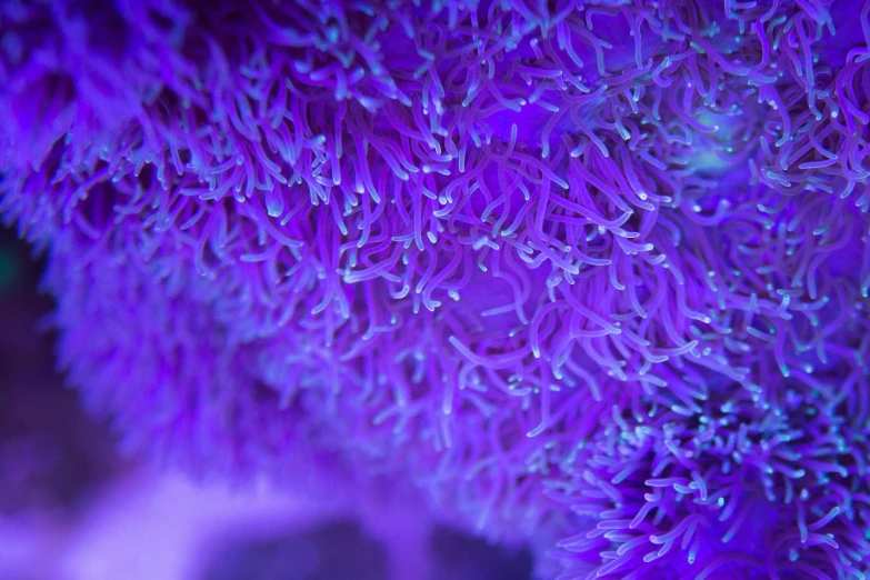 a close up of a purple sea anemone, by Thomas Häfner, synchromism, blue neon, covered in coral, low detailed, aisles of aquariums