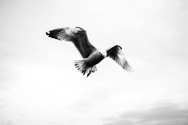 a black and white photo of a seagull in flight, photographic print, jovana rikalo, high details photo, artwork