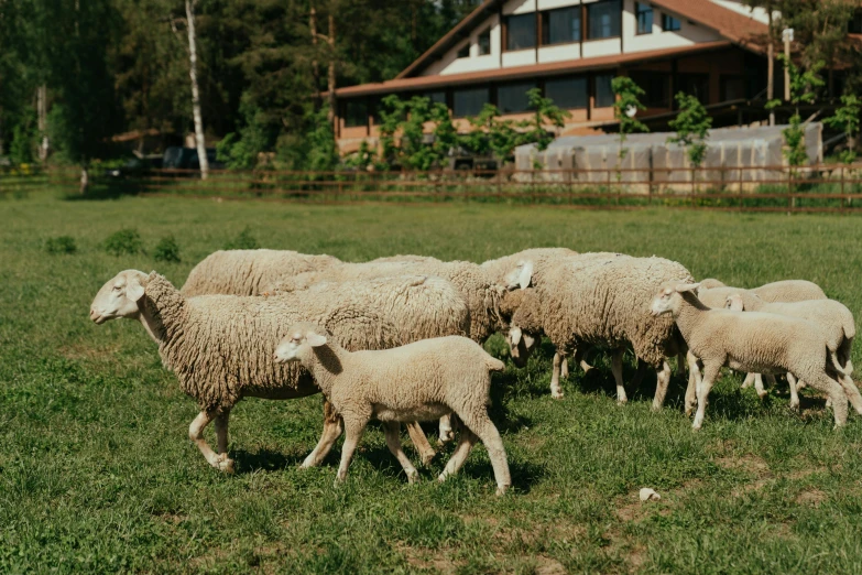 a herd of sheep walking across a lush green field, by Emma Andijewska, pexels contest winner, outside in a farm, 000 — википедия, cafe for felted animals, white