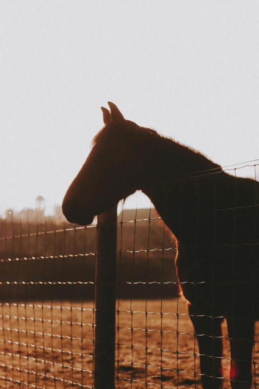 a horse standing next to a fence in a field, profile image, at sunset