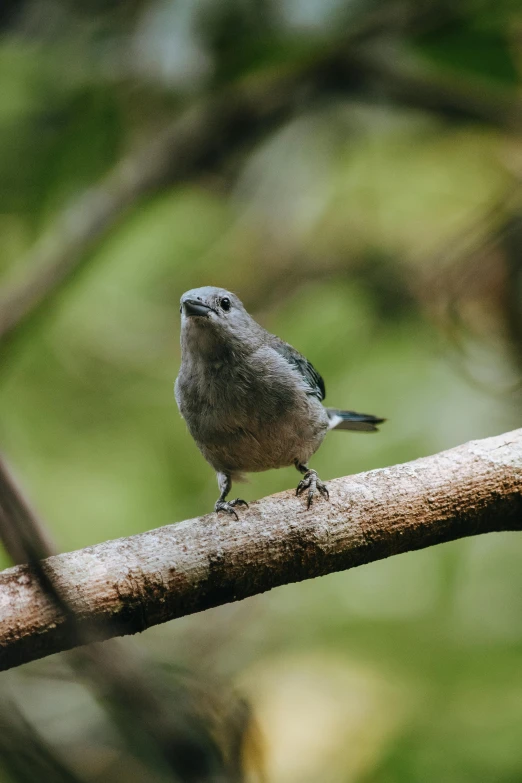 a small bird sitting on top of a tree branch, te pae, blue and grey, walking upright in a forest, birdseye view