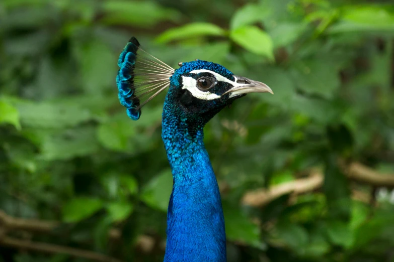 a close up of a peacock's head with leaves in the background, a portrait, by Paul Bird, sumatraism, dressed in blue, india, museum quality photo, 🦩🪐🐞👩🏻🦳