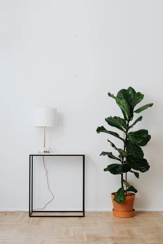 a plant sitting on top of a wooden floor next to a white wall, by Harvey Quaytman, trending on unsplash, table light, console, ilustration, small stature