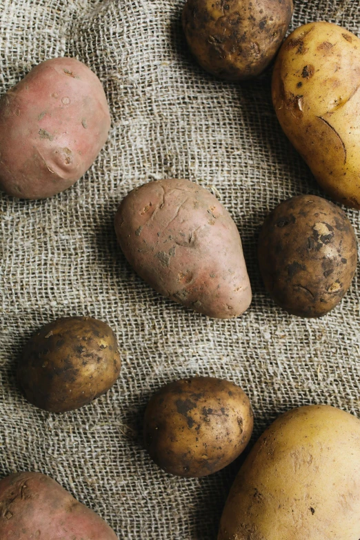 a table topped with lots of different types of potatoes, a portrait, unsplash, renaissance, soft shade, 4l, grit, studio shot