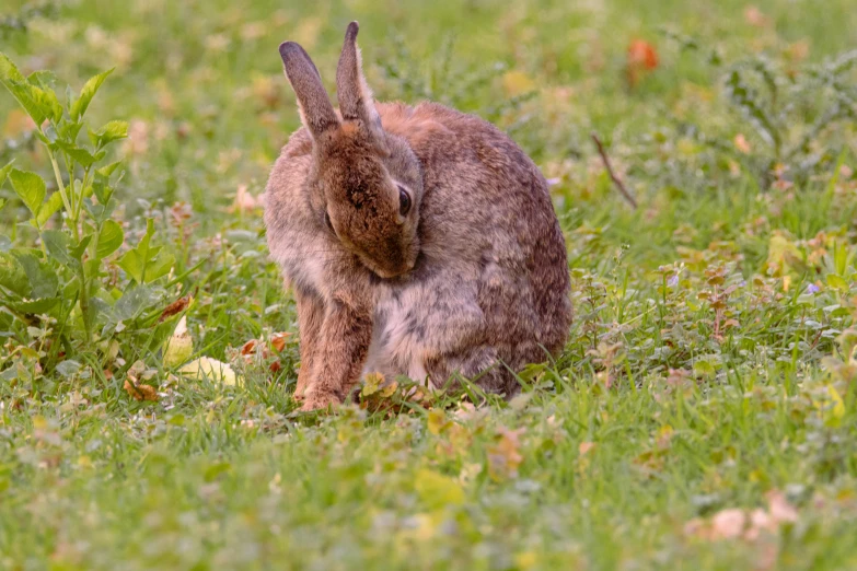 a rabbit that is sitting in the grass, autumnal, taken with sony alpha 9, moulting, portrait image