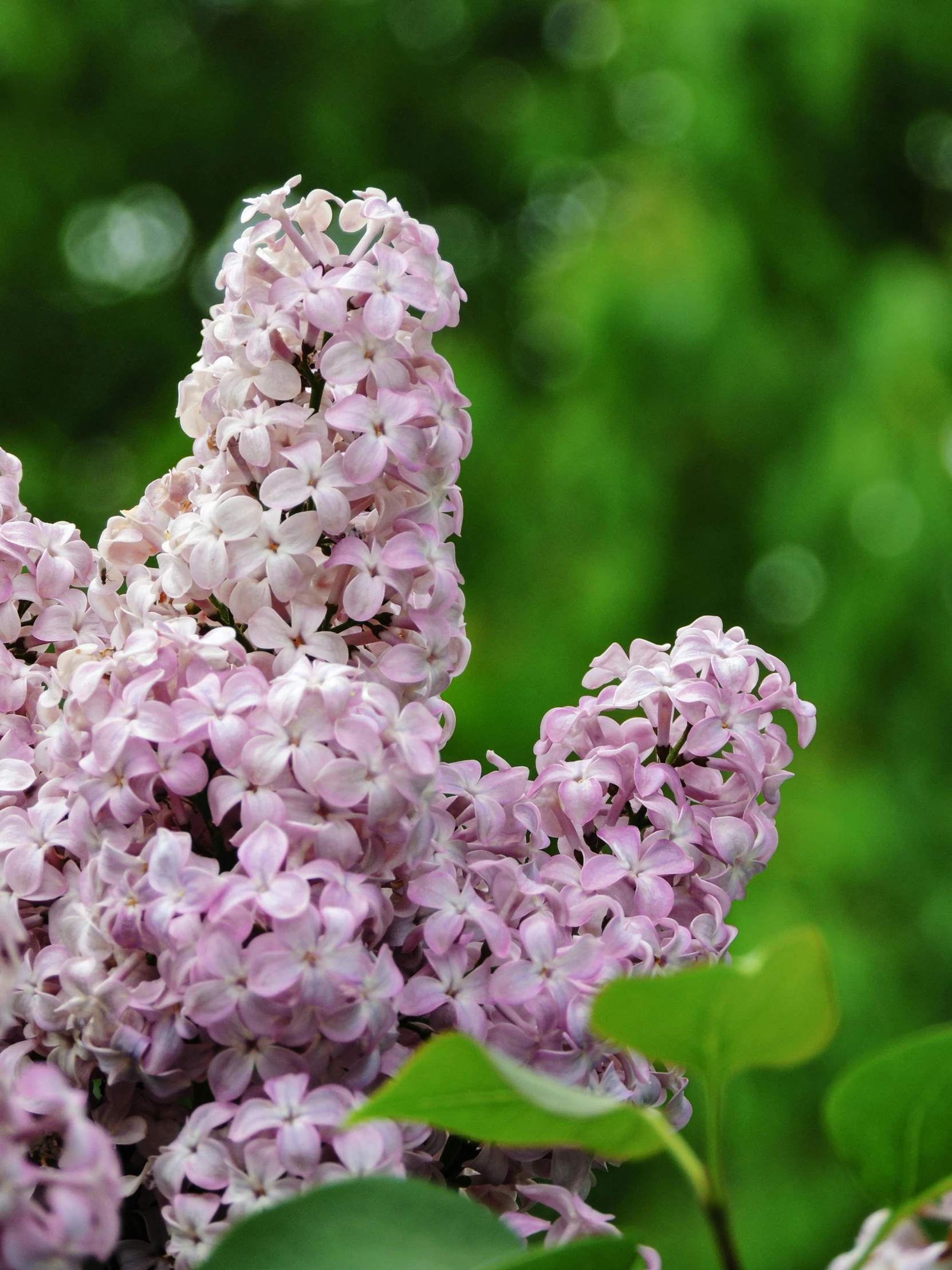 a close up of a bunch of purple flowers, lilacs, flowers growing out of its head, lush surroundings, photograph