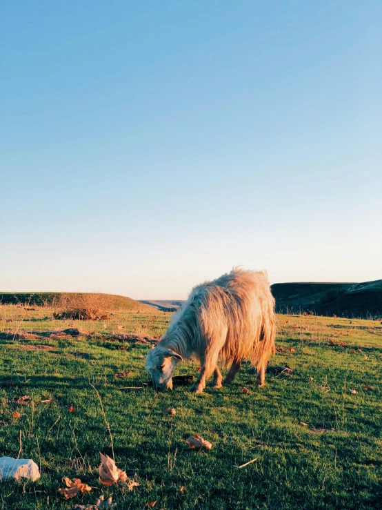 a sheep standing on top of a lush green field, an album cover, unsplash, happening, golden hour lighing, near the sea, having a snack, slightly tanned