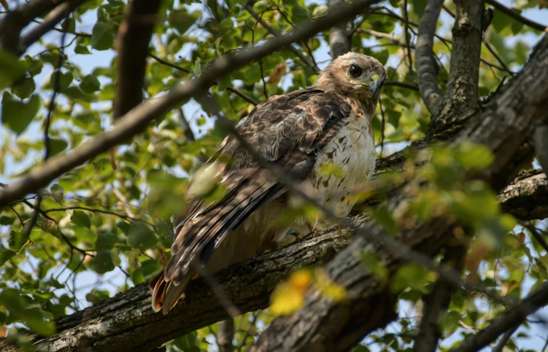 a hawk sitting on top of a tree branch, by Greg Rutkowski, pexels, fan favorite, ground - level medium shot, high quality photo, high angle shot