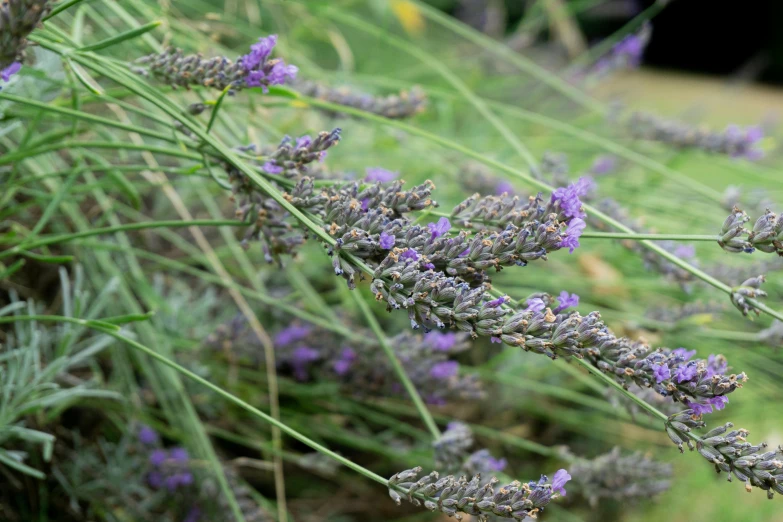 a close up of a bunch of purple flowers, sōsaku hanga, lavender plants, exterior shot, short light grey whiskers, ready to eat