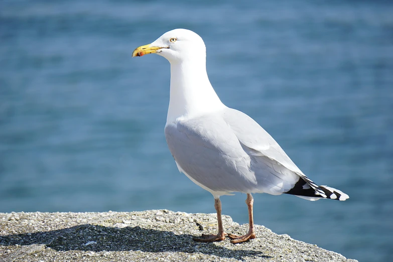 a seagull standing on a rock next to the ocean, pexels contest winner, arabesque, albino, brass beak, youtube thumbnail, extremely high resolution