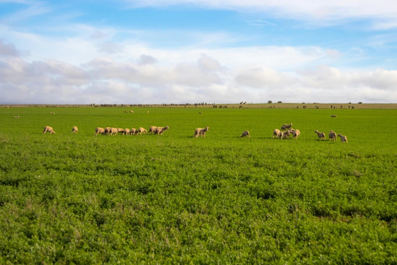 a herd of sheep grazing on a lush green field, by Peter Churcher, unsplash, land art, brown stubble, low quality photo, digital image, low horizon