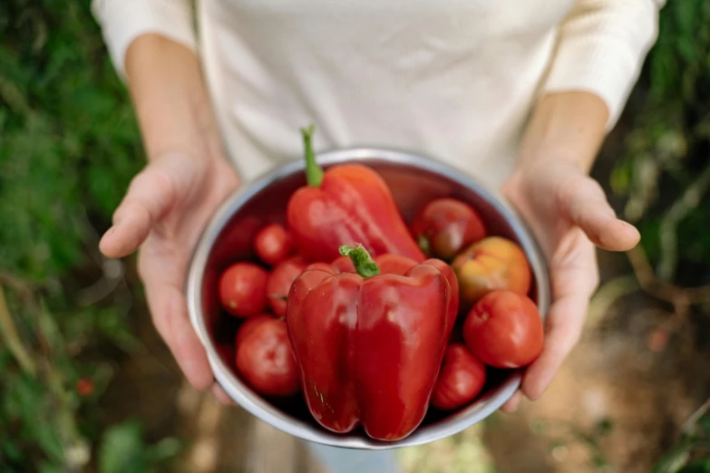 a person holding a bowl of tomatoes in their hands, pexels contest winner, paprika, 🦩🪐🐞👩🏻🦳, in the garden, metallic red