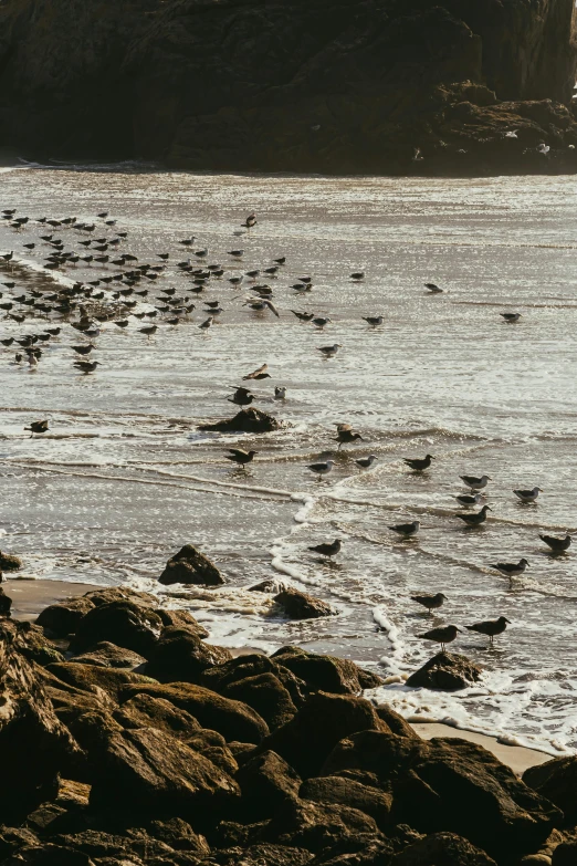 a flock of birds standing on top of a beach next to the ocean, rivulets, bay area, rocky coast, slide show