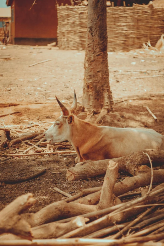 a cow that is laying down in the dirt, by Daniel Lieske, pexels contest winner, sumatraism, vintage color, caracal, wooden structures, oman