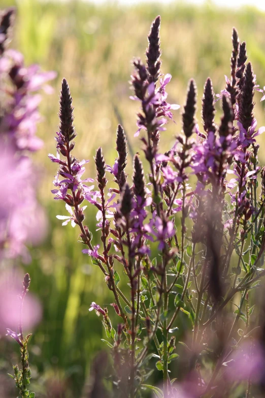 a bunch of purple flowers in a field, warmly lit, sage, tall plants, zoom shot