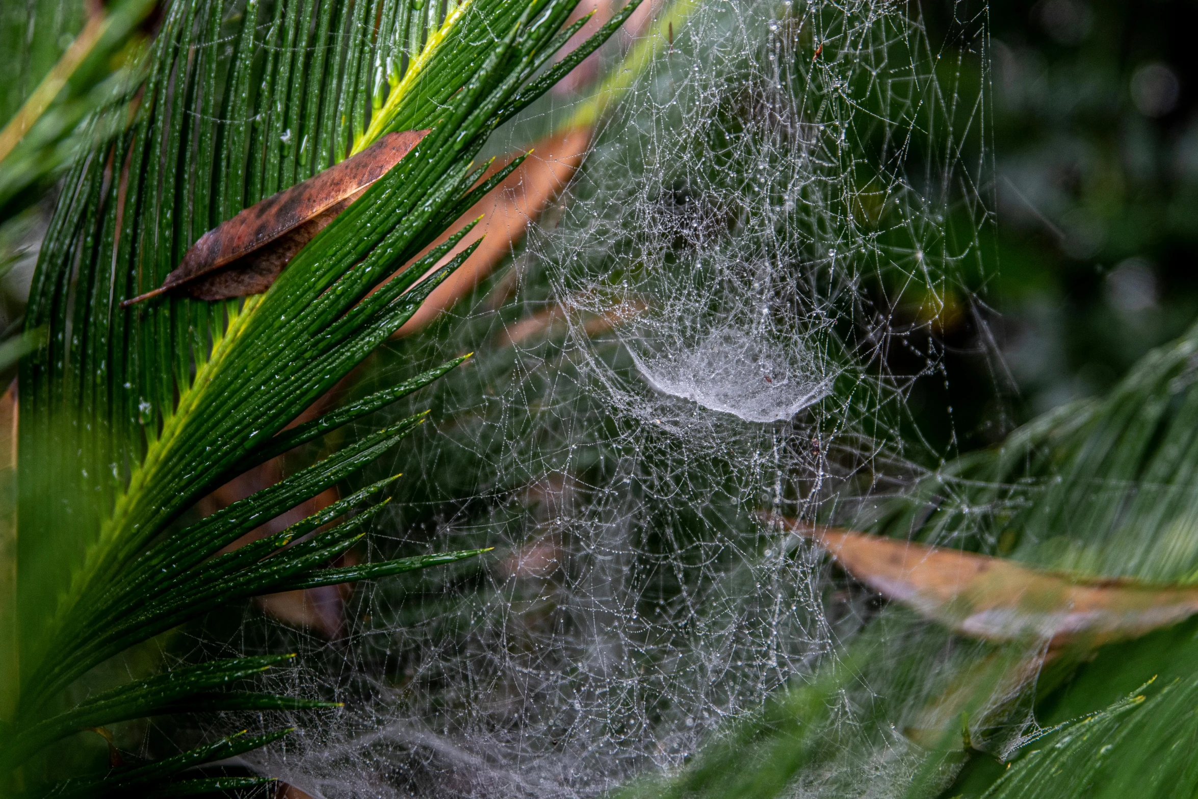 a close up of a spider web on a plant, by Daniel Lieske, net art, rain and thick strands of mucus, fronds, by greg rutkowski, portrait image