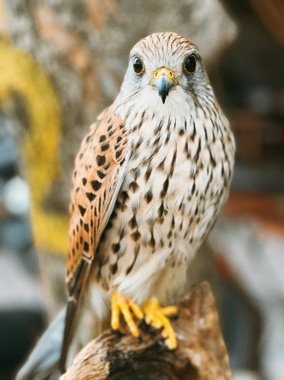 a close up of a bird of prey on a branch, a portrait, trending on pexels, instagram story, portrait of merlin, museum photo, close full body shot