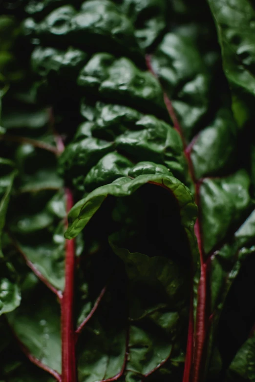 a close up of a bunch of green leafy vegetables, a picture, by Jesper Knudsen, pexels, dark red, made of leaves, multiple stories, cinestill 800t 50mm eastmancolor