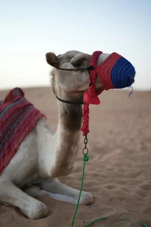 a camel that is laying down in the sand, wearing a head scarf, webbing, medium close up shot, front profile shot