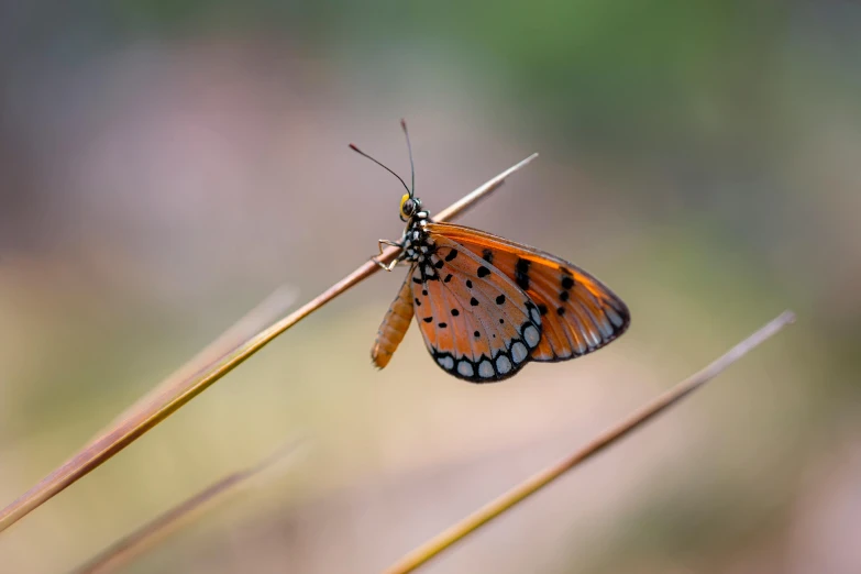 a close up of a butterfly on a plant, pexels contest winner, thin antennae, a photograph of a rusty, high quality photo, paul barson