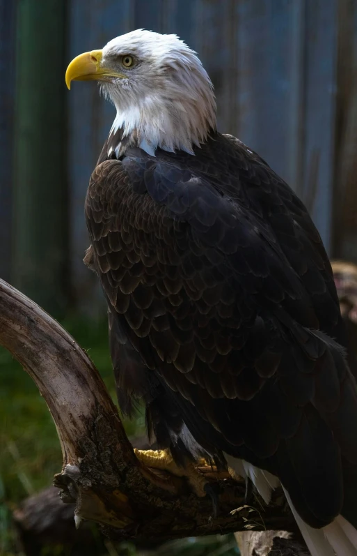 a bald eagle sitting on top of a tree branch, a portrait, pexels contest winner, in the zoo exhibit, 4yr old, with a white nose, standing upright