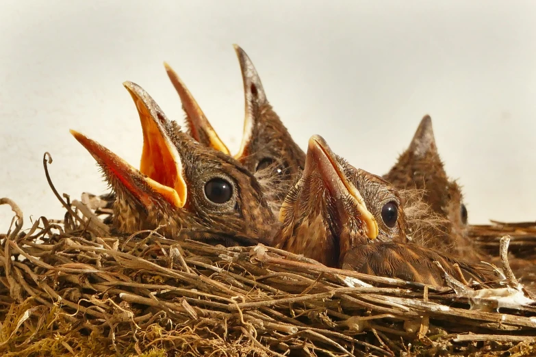 a group of baby birds sitting in a nest, an album cover, by Matt Stewart, pexels contest winner, ready to eat, demur, bird nightingale as subject, 2040