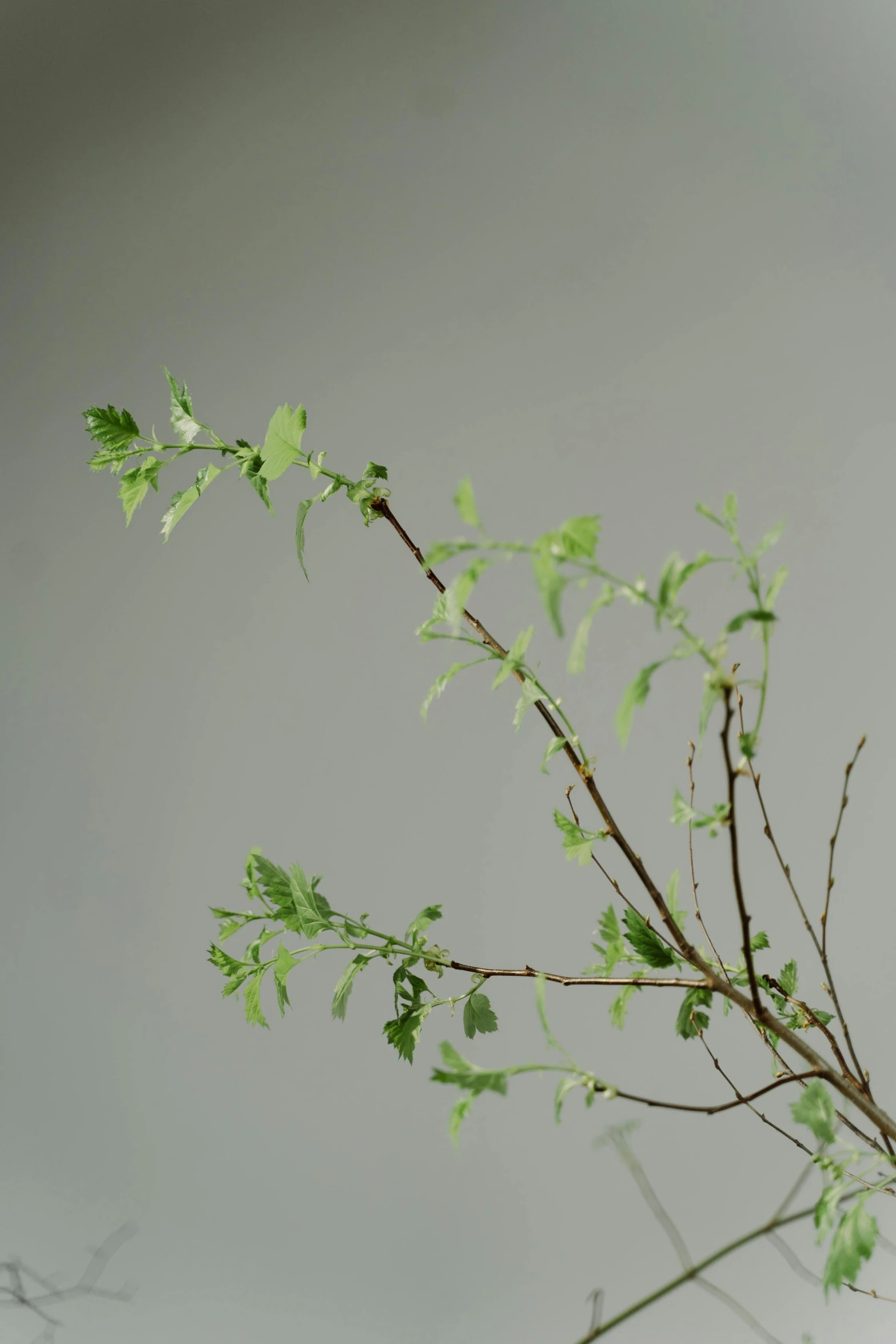 a close up of a vase with a plant in it, nothofagus, on a gray background, tiny sticks, new species