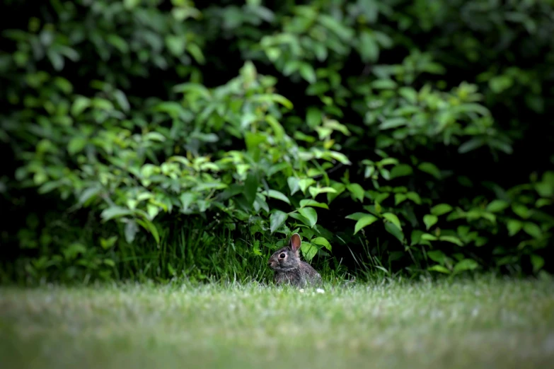 a rabbit that is sitting in the grass, by Paul Davis, ap news, hides in the shadows of trees, a long-shot, iu