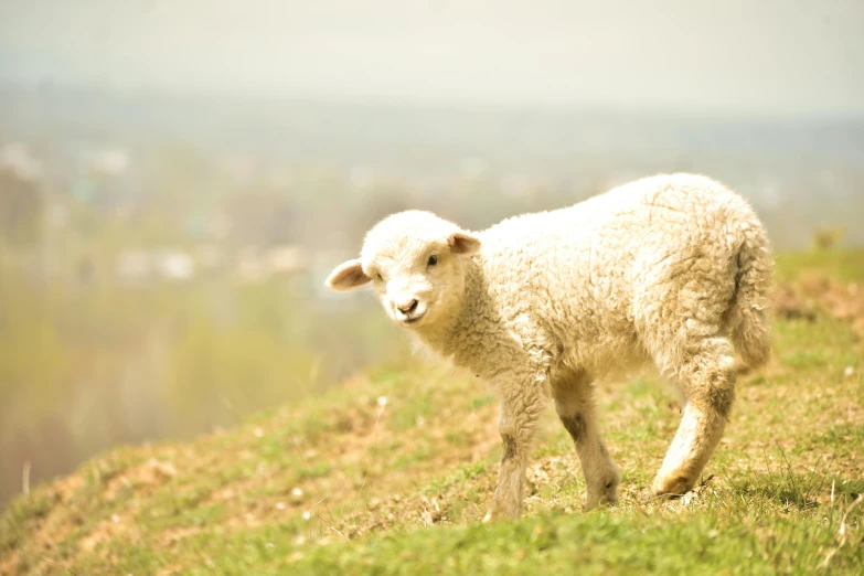 a sheep standing on top of a lush green hillside, a picture, unsplash, renaissance, photograph of april, cute little creature, high key, 2 0 2 2 photo