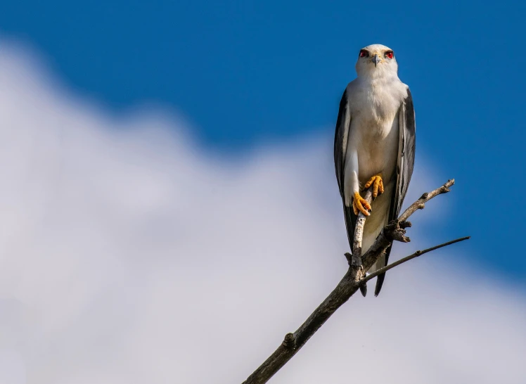 a bird sitting on top of a tree branch, a portrait, trending on pexels, hurufiyya, pearly sky, raptor, white male, intimidating pose