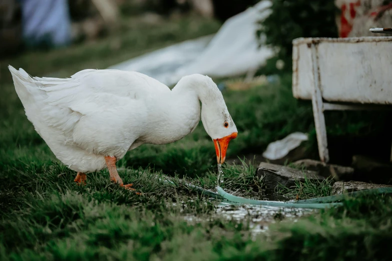 a white duck standing on top of a lush green field, pexels contest winner, hurufiyya, very thirsty, eating outside, animals in the streets, professional photo