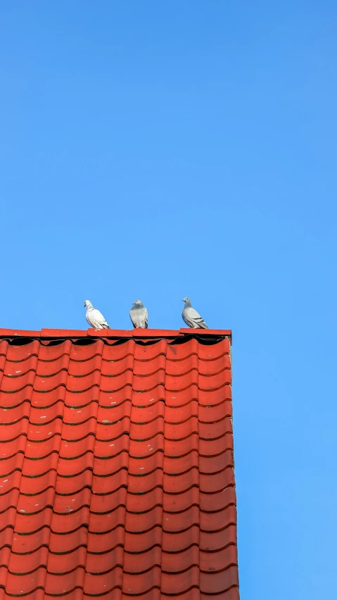 a group of birds sitting on top of a roof, by Attila Meszlenyi, pexels contest winner, postminimalism, three animals, red velvet, 15081959 21121991 01012000 4k, blue