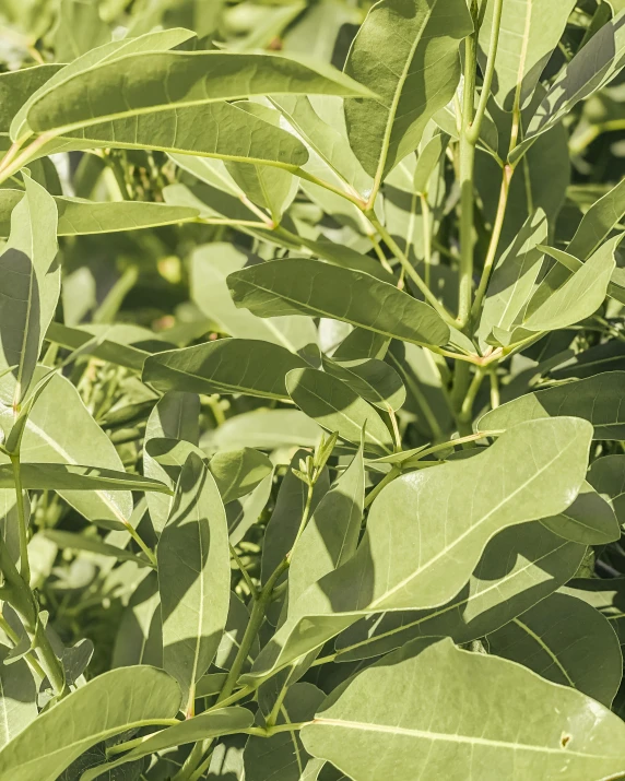 a close up of a plant with green leaves