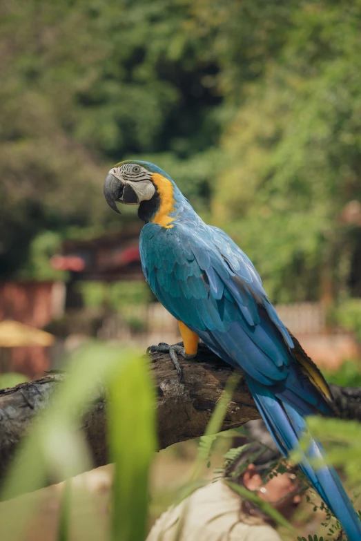 a blue and yellow parrot sitting on top of a tree branch, lush surroundings, sitting on a log, laos, on display