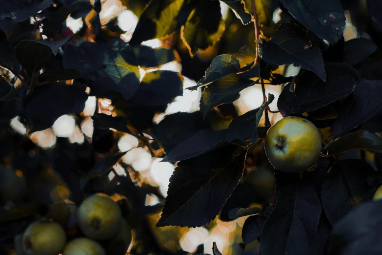 a close up of a bunch of fruit on a tree, an album cover, unsplash, tonalism, ?black apples, 15081959 21121991 01012000 4k, cyberpunk in foliage, golden hues