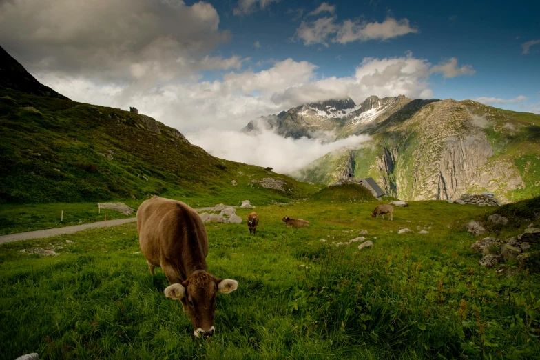 a brown cow standing on top of a lush green field, by Werner Andermatt, pexels contest winner, mountain scene, alp, in a cloud, phot