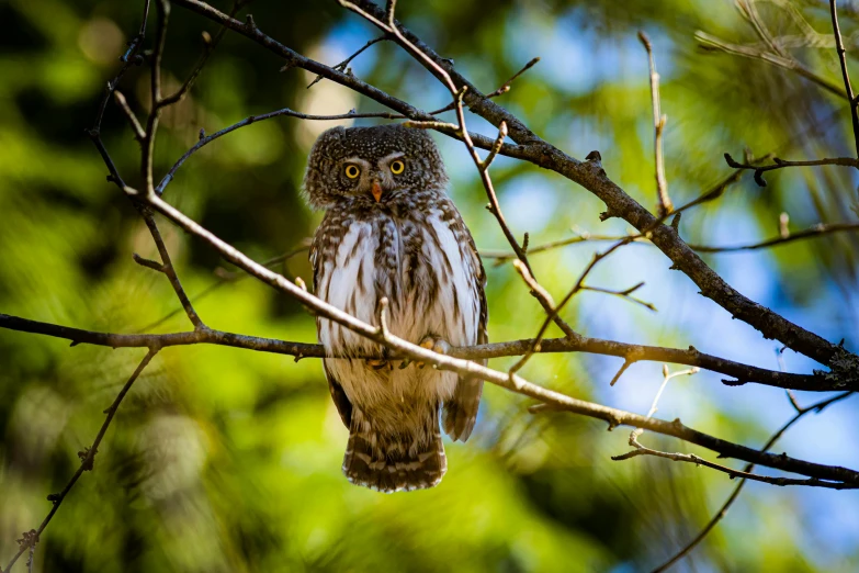 a small owl sitting on top of a tree branch, by John Gibson, pexels, fan favorite, marmoset, new mexico, fine art print