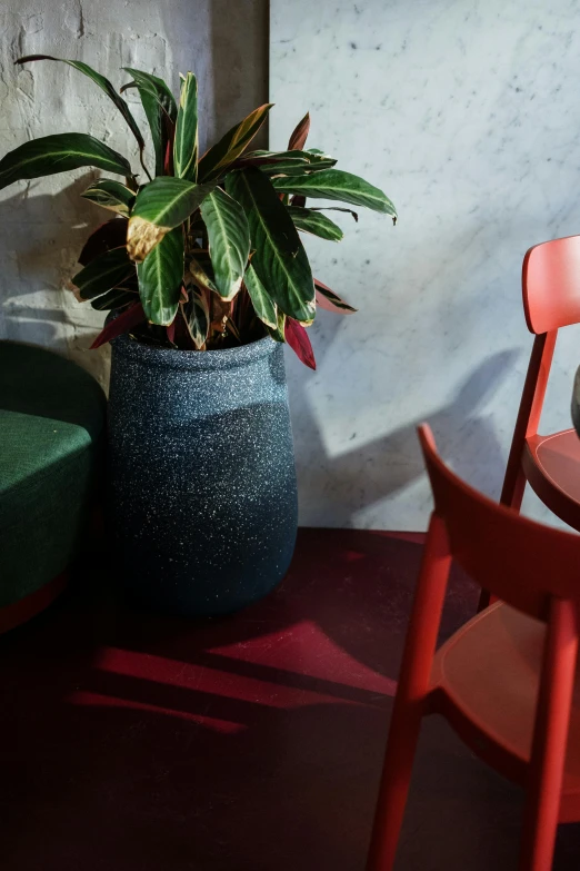 a cat sitting on a chair next to a potted plant, by Anita Malfatti, trending on unsplash, conceptual art, red neon details, cafe interior, solid colours material, polished concrete