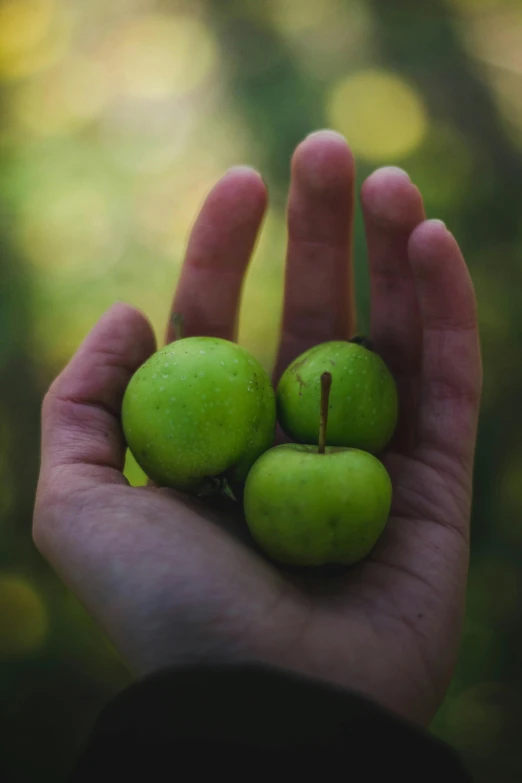 a person holding three green apples in their hand, by Jesper Knudsen, pexels, renaissance, square, puffballs, 🐿🍸🍋, jungle fruit