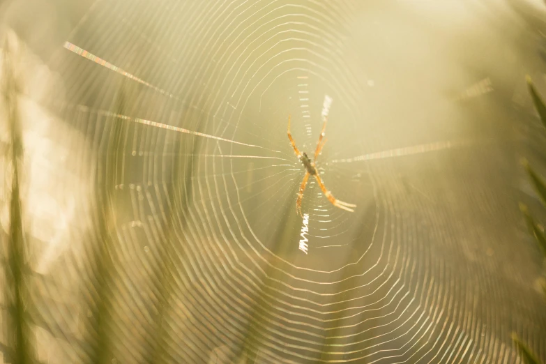 a spider that is sitting in the middle of a web, by Thomas Häfner, unsplash, single ray of golden sunlight, spaghettification, 15081959 21121991 01012000 4k, full frame