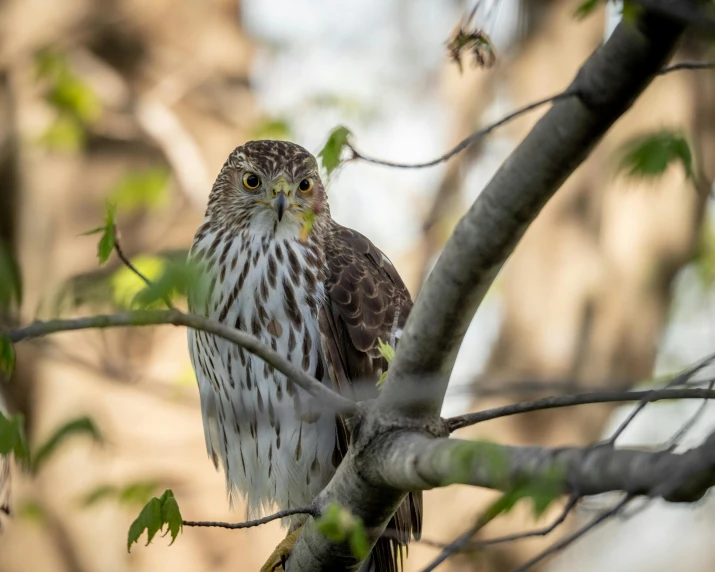 a bird sitting on top of a tree branch, a portrait, pexels contest winner, hurufiyya, raptor, grey-eyed, mid 2 0's female, high definition photo