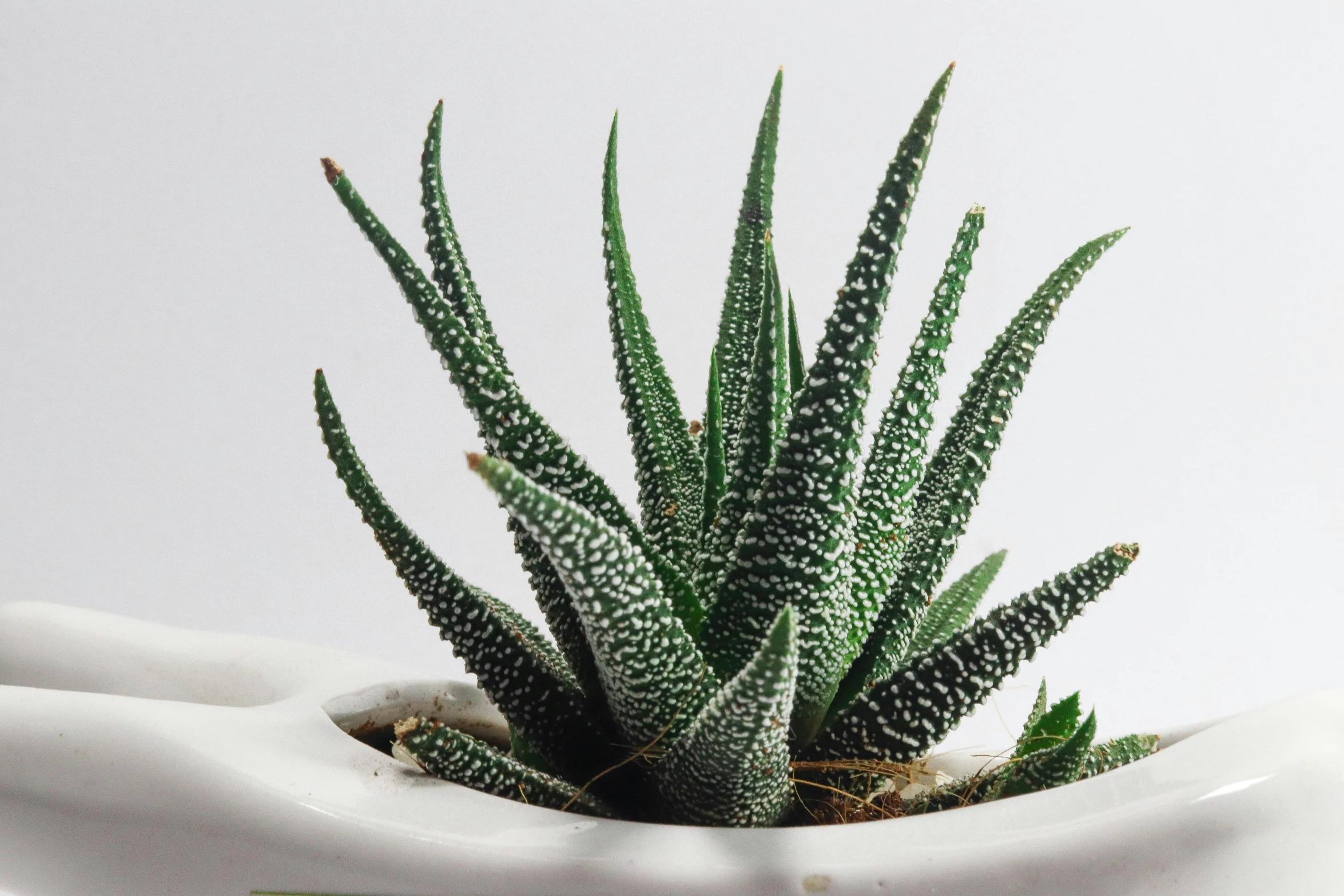 a close up of a plant in a pot, inspired by Ceferí Olivé, trending on pexels, arabesque, spikes on the body, miniature product photo, white, very crispy
