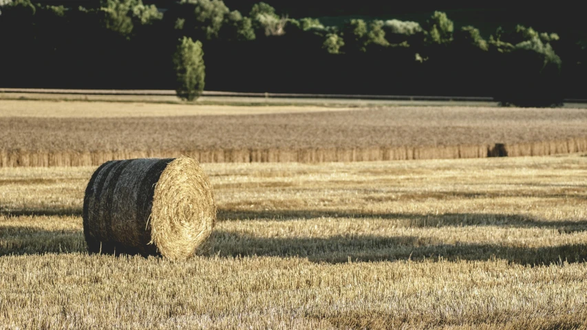 hay bales in a field with trees in the background, unsplash, shot on hasselblad, high-resolution, brown, combine