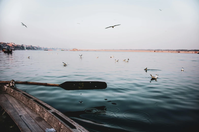 a boat on a body of water surrounded by seagulls, pexels contest winner, hurufiyya, indore, canoe, graphic print, urban surroundings