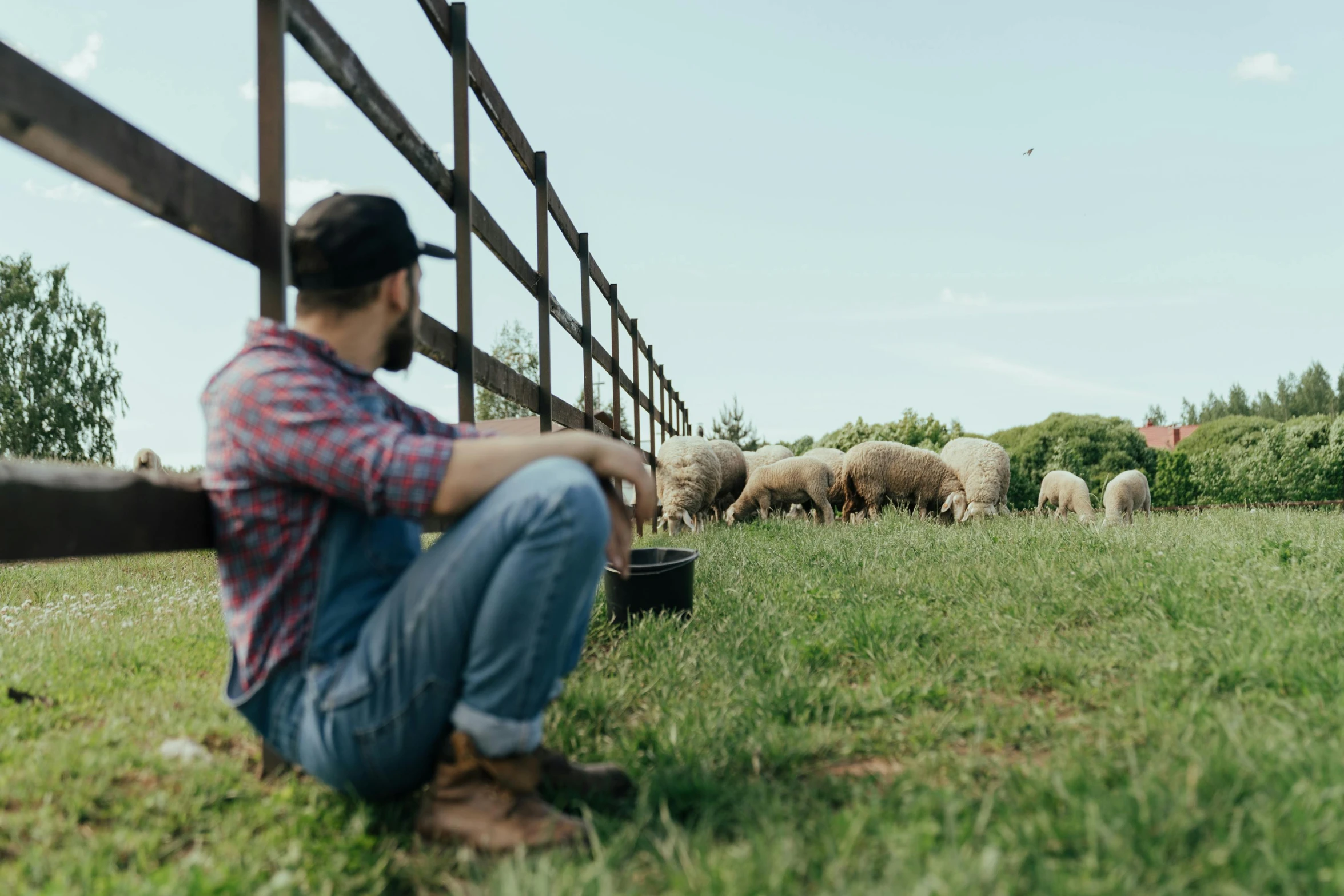 a man sitting on the ground in front of a herd of sheep, with anamorphic lenses, pastoral backyard setting, facing away from camera, feed troughs