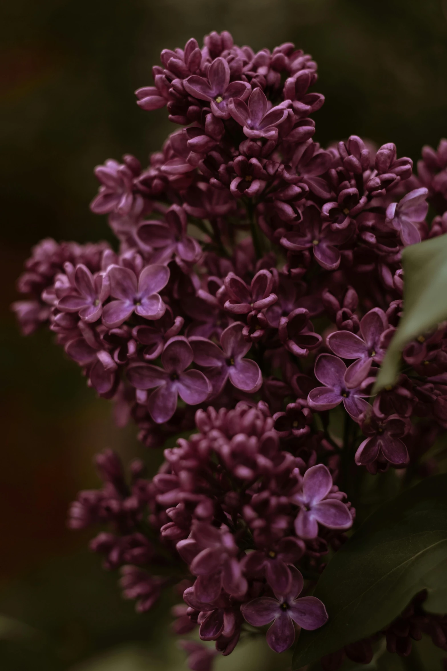 a close up of a bunch of purple flowers, lilacs, soft dark muted colors, 1960s color photograph, made of glazed